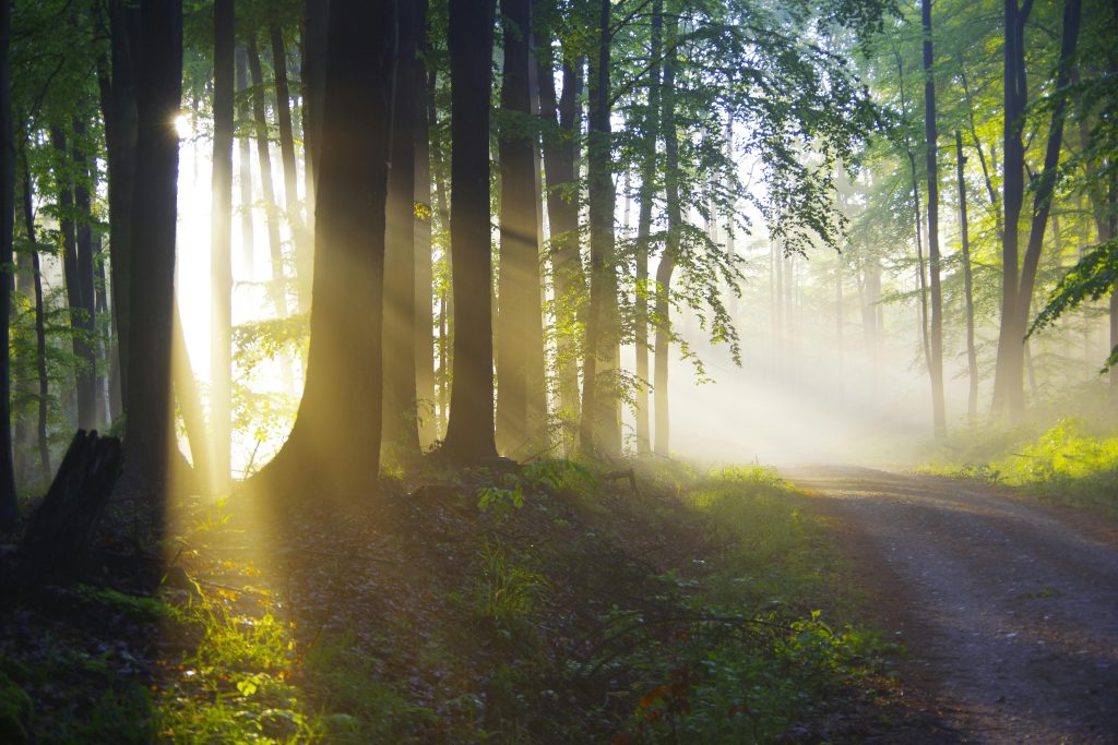 A tranquil forest scene with sunbeams illuminating a misty pathway.